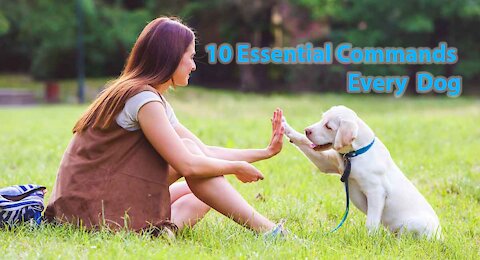 Basic Dog Training – TOP 10 Essential Commands Every Dog Should Know!