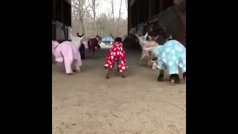 Baby Goats in pajamas 😅