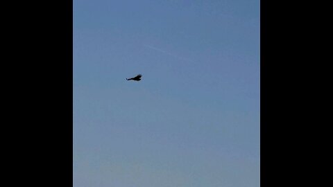 Redtail Hawk over downtown Morgan Hill and El Toro Trail Park