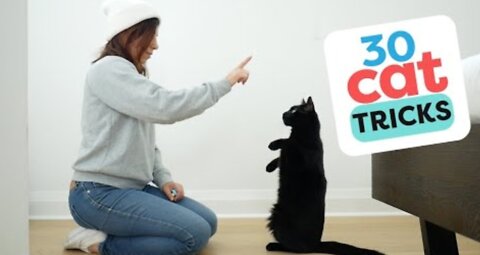 30 Tricks To Teach Your Cat