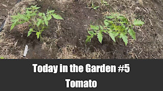 Today in the Garden - 5. Tomato Planting