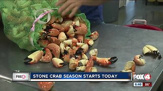 Stone crab harvest season officially opens