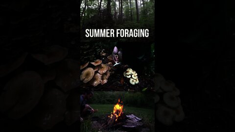Oyster Mushroom Foraging in the Summer. Bushcraft cooking over a campfire in the Blue Ridge, NC