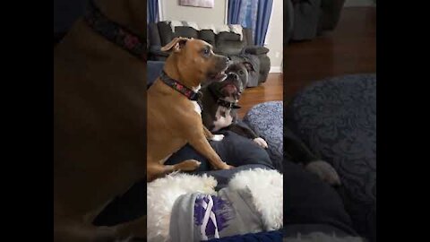 Funny Dogs Reaction 😆 You'll LAUGH More Than You Should! 😂 #shorts