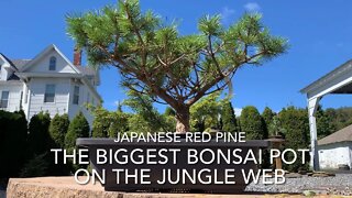 The Biggest Bonsai Pot on the Jungle Web