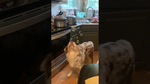 My Dog Reacts To Bubbles