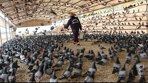Description Millions of Pigeons Farming For Meat in China Pigeon Meat Processing in Factory