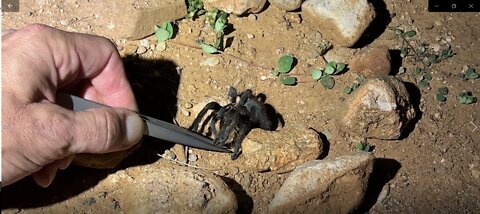 WILD Desert Blond Tarantula Comes OUT to DEVOUR a Damselfly in Arizona - NOM NOM NOM! YUM! 🦗🍴🕷😱😋