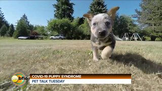 Pet Talk Tuesday - COVID puppy syndrome