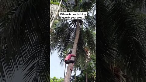 Asian Kid is climbing a coconut tree 🌴 Dare to do it? #climbing #climbinglife #climber #challenge