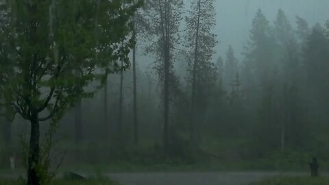 Sleep Instantly to HEAVY RAIN in Foggy Forest, Study, meditate, Stop Insomnia [ Nature Sound ]