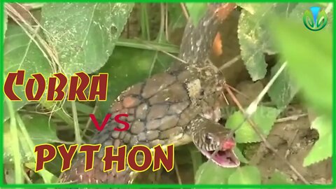 King cobra kills python with just one fatal bite