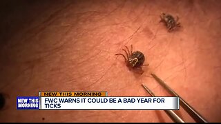 Florida wildlife officials warn ticks could be a big problem this summer