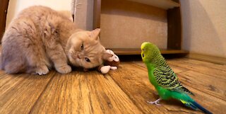 Кот и птица, милые животные #202