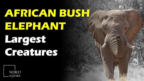 The African Bush Elephant is the largest of all living creatures on land today