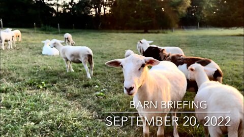 Barn Briefing, September 20, 2022