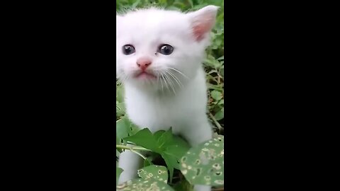 Cute baby cat || Cute Funny Cats