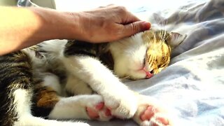 Cat Stretches His Toe Beans