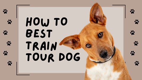 Top 10 Things To Expect As A Dog Trainer