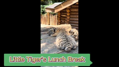 It's too hot, the tiger is sleeping!