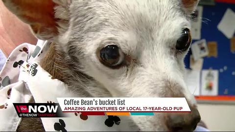 Amazing adventures of local 17-year-old pup