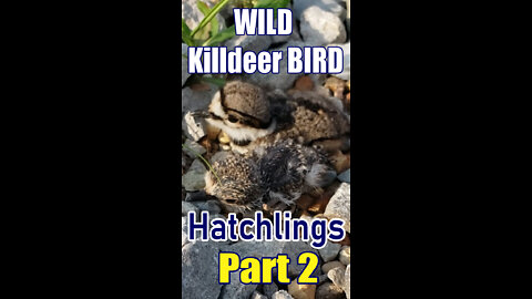Newborn Killdeer Hatchlings PART 2 | HopFamMedia #short