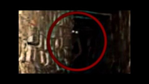 5 Sewer Creature Caught on Camera in Real Life