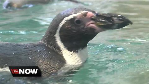 Penguins and people enjoying the new habitat