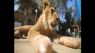 SOUTH AFRICA - Johannesburg - Lions from the Gaza (3mS)