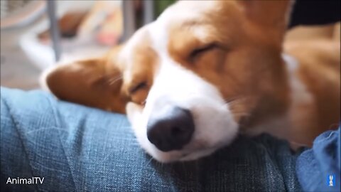 Corgi Are The Best - CUTEST Compilation by far