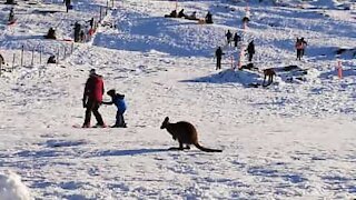 Wallaby passeia pela neve na Tasmânia