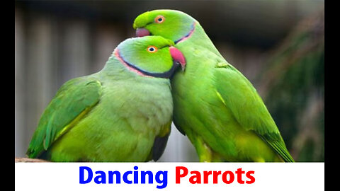 Dancing Parrots (3)