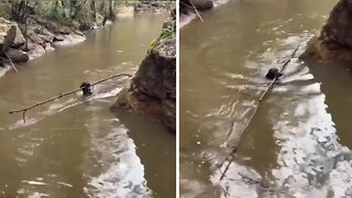 Ambitious Pup Decides To Fetch Enormous Tree Branch