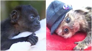Cuteness overload: adorable primates compilation