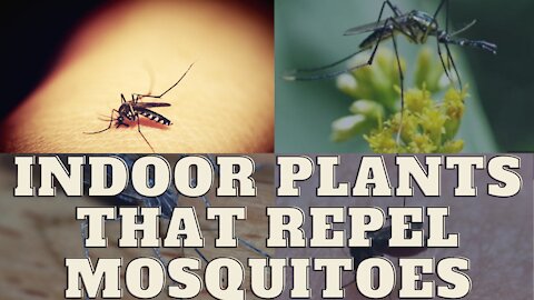 Tested And Trusted Indoor Plants That Repel Mosquitoes (Natural Homemade Solutions).