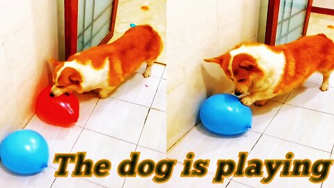 The dog is playing 🥰 funny animals 😄 funny cat & dog 😄 funny pets 😄
