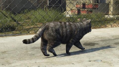 | Cat In Gta Five | | Animal In Gta Five | Animals Driving Car | CATS | CATS BEAUTIFUL MOMENT |