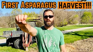 12th Year HARVESTING From My ASPARAGUS PATCH!!!