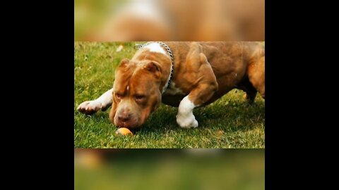 Five American Bully MUSCLE Training Exercises That Will Get Your Dog MUSCULAR 💪🏻