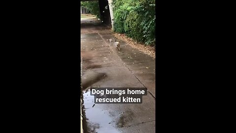 Dog rescues homeless kitten