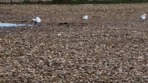 Seagulls paddling in a flooded carpark!