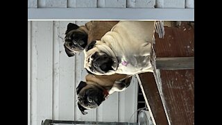 Pugs chasing each other