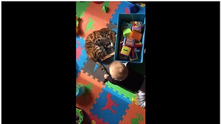 Impressively tolerant cat plays with baby