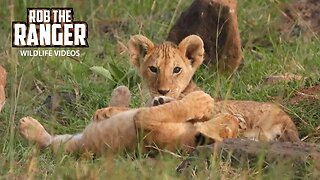 Lovely Lion Cubs Playing | Maasai Mara Safari | Zebra Plains