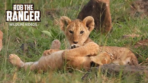 Lovely Lion Cubs Playing | Maasai Mara Safari | Zebra Plains