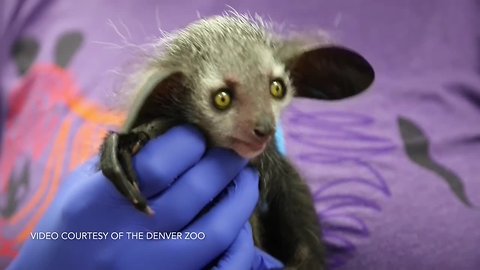 Denver Zoo's baby aye-aye out in habitat