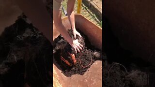 SWEET POTATO Bucket Gardening Harvest! 😃🍠🍠🍠 #shorts #viral #tiktok #trending