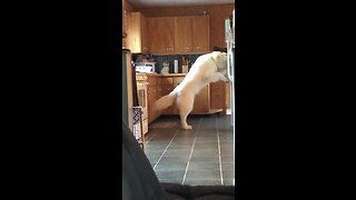 Smart Dog Knows How to Use The Refrigerator's Ice Machine