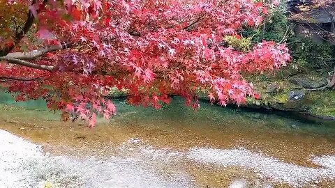 De stress and Rejuvenate with the Sounds of a Gentle Rainfall and Soothing Visuals