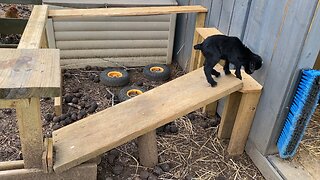 3 day old goats. Learning to climb.